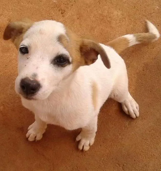 Cachorro ra a não sei idade 2 a 6 meses nome mili