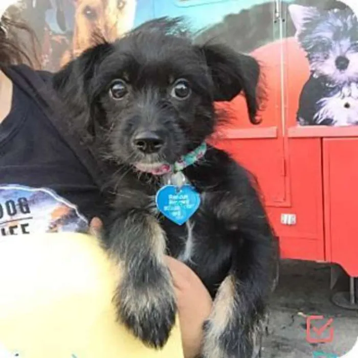 Cachorro ra a mestiço idade 7 a 11 meses nome Bolt