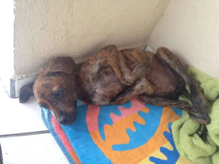 Cachorro raça sem raça idade 2 a 6 meses nome Sem nome