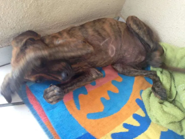 Cachorro raça sem raça idade 2 a 6 meses nome Sem nome