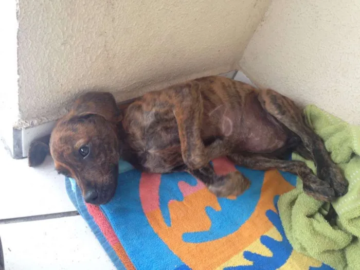 Cachorro raça sem raça idade 2 a 6 meses nome Sem nome