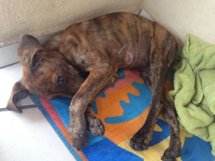 Cachorro raça sem raça idade 2 a 6 meses nome Sem nome