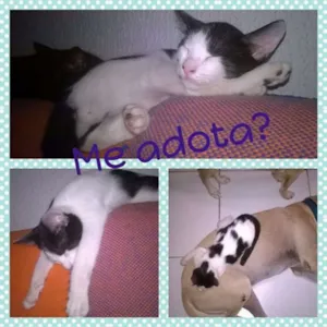 Gato raça SRD idade 1 ano nome Sam