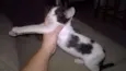 Sam