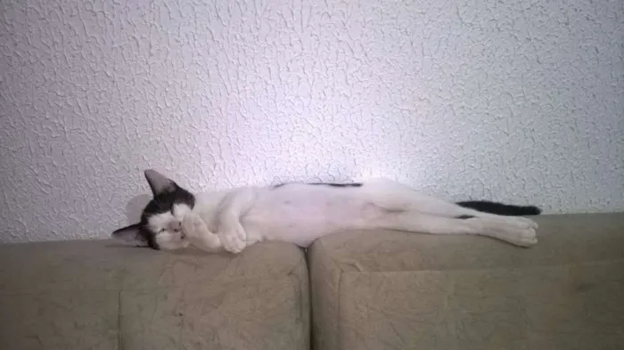 Gato ra a SRD idade 1 ano nome Sam