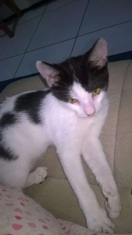 Gato ra a SRD idade 1 ano nome Sam