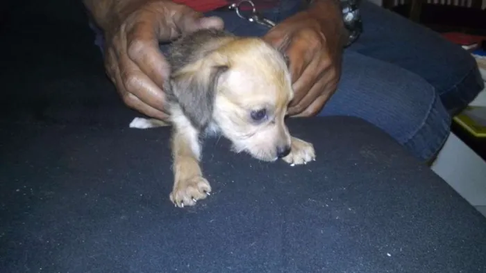 Cachorro ra a  idade 2 a 6 meses nome filhote