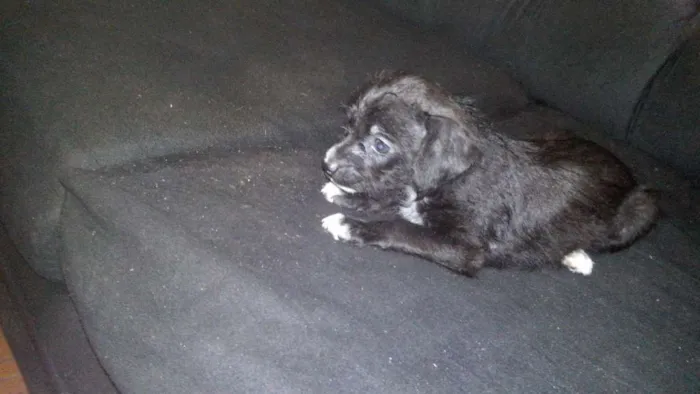 Cachorro ra a  idade 2 a 6 meses nome filhote