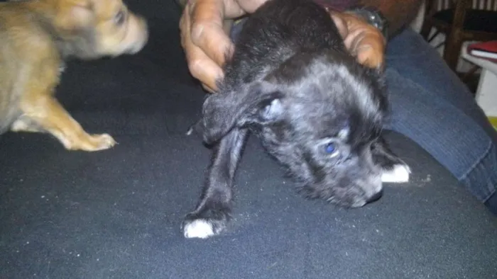 Cachorro ra a  idade 2 a 6 meses nome filhote