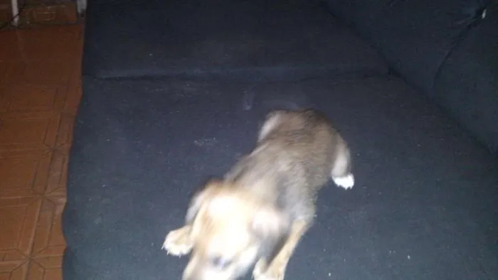 Cachorro ra a  idade 2 a 6 meses nome filhote