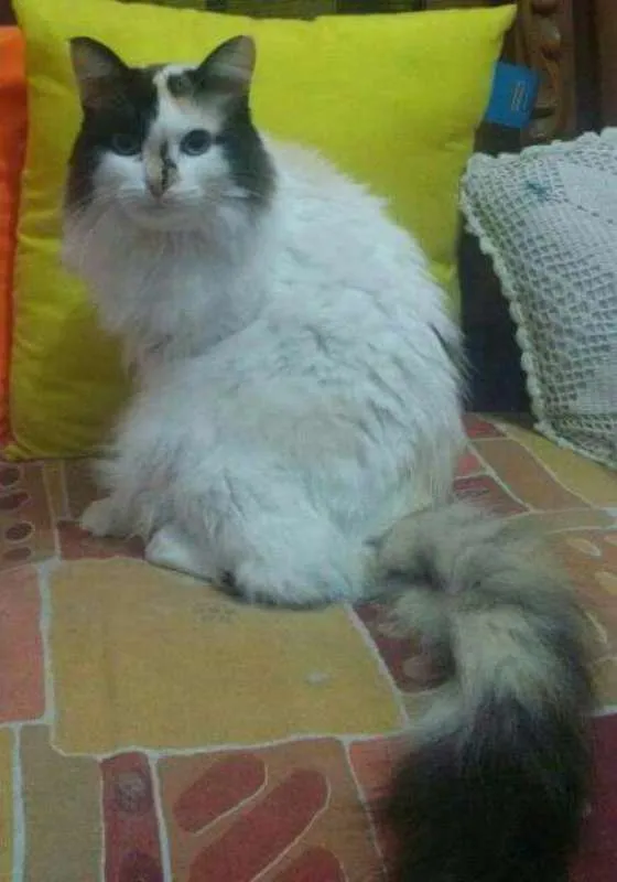 Gato ra a desconhecida idade 2 anos nome luma