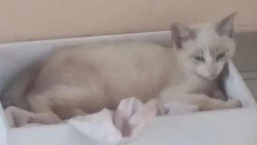 Gato ra a Parece siamês idade 2 a 6 meses nome Gata