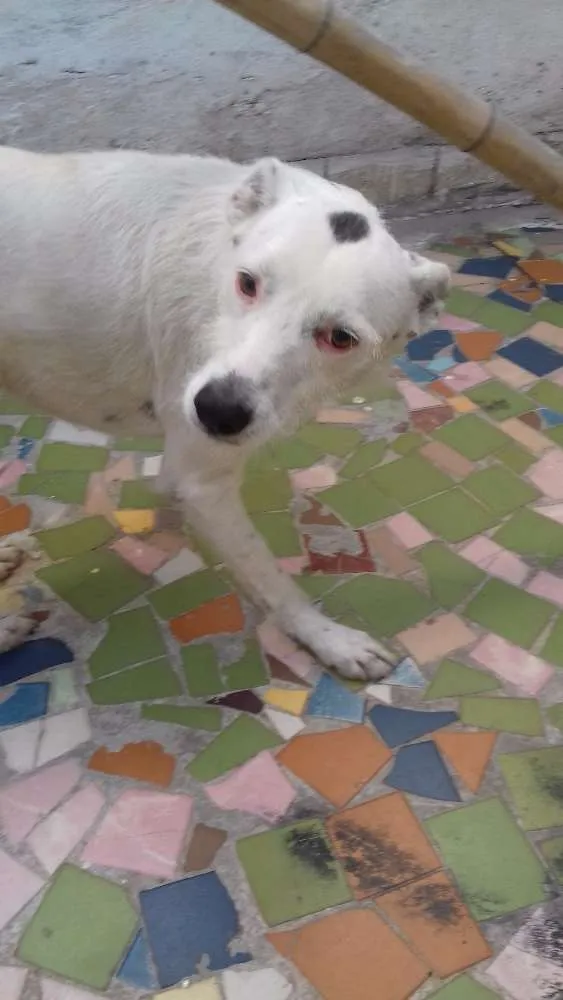 Cachorro ra a Srd idade 3 anos nome Lana