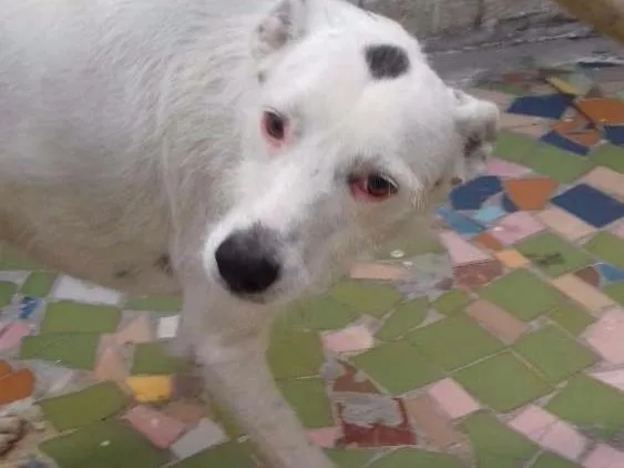 Cachorro ra a Srd idade 3 anos nome Lana