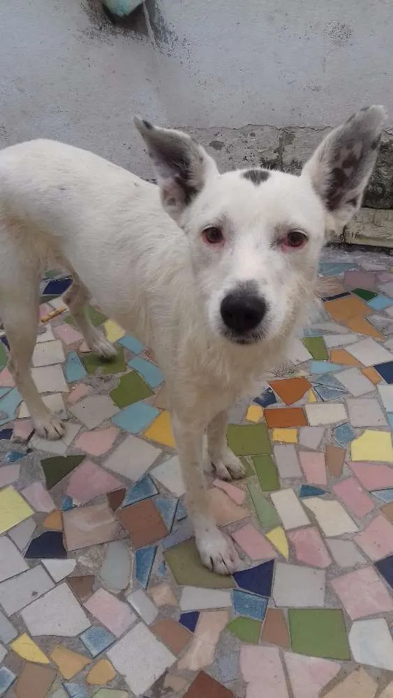 Cachorro ra a Srd idade 3 anos nome Lana