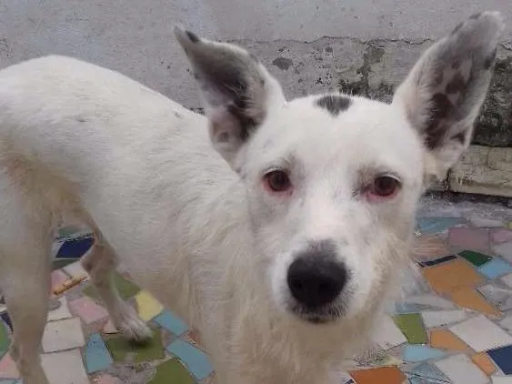 Cachorro ra a Srd idade 3 anos nome Lana