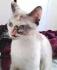 Pequena