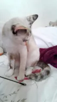 Pequena