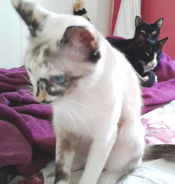 Gato ra a SRD idade 2 anos nome Pequena