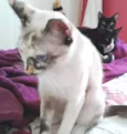 Pequena