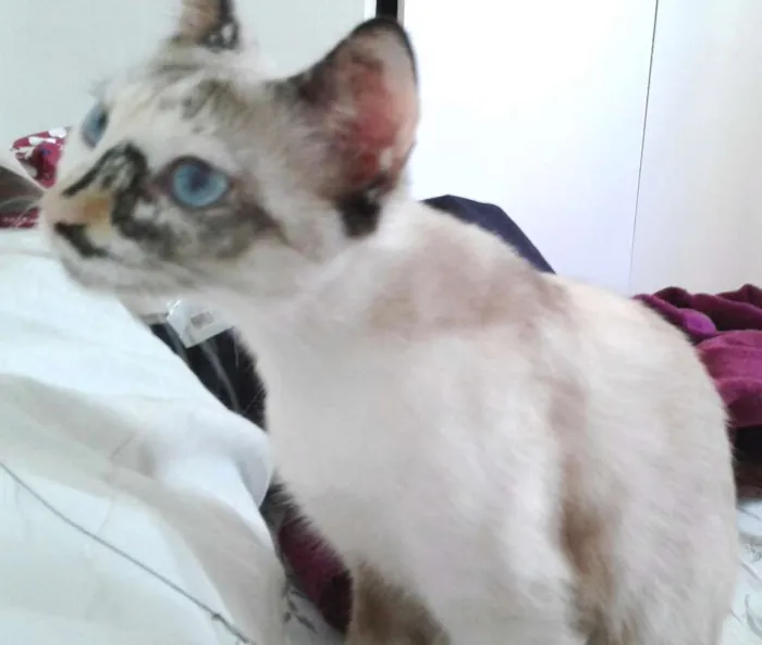 Gato ra a SRD idade 2 anos nome Pequena