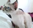 Pequena