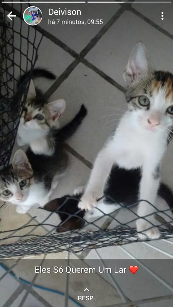 Gato raça Mistura idade 2 a 6 meses nome Ainda não tem.