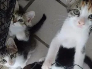 Gato raça Mistura idade 2 a 6 meses nome Ainda não tem.
