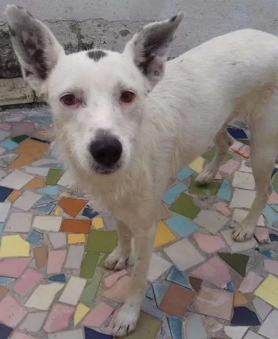 Cachorro ra a Srd idade 3 anos nome Lana