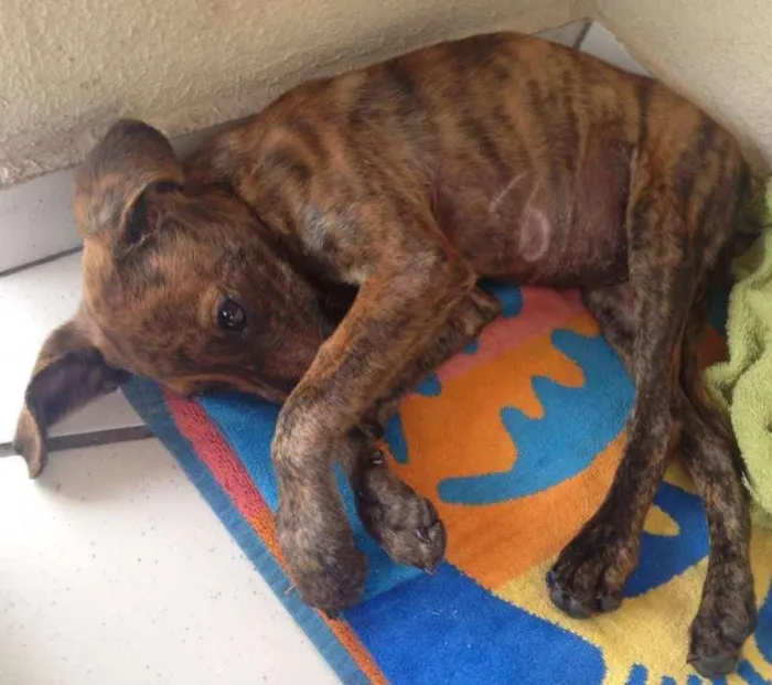 Cachorro raça sem raça idade 2 a 6 meses nome Sem nome