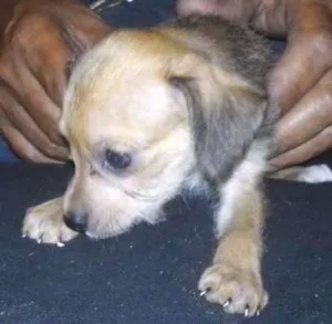 Cachorro raça  idade 2 a 6 meses nome filhote
