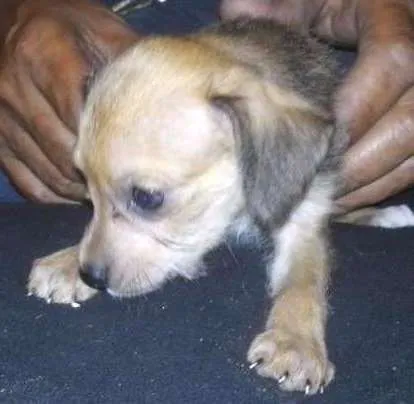 Cachorro ra a  idade 2 a 6 meses nome filhote