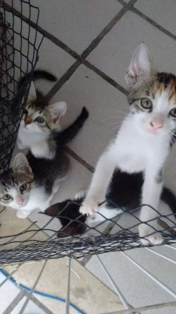 Gato raça Misturado idade Abaixo de 2 meses nome Sem nome