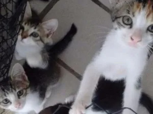 Gato raça Misturado idade Abaixo de 2 meses nome Sem nome