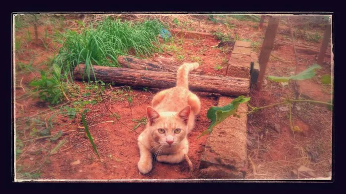 Gato ra a indefinida idade 2 a 6 meses nome indefinida