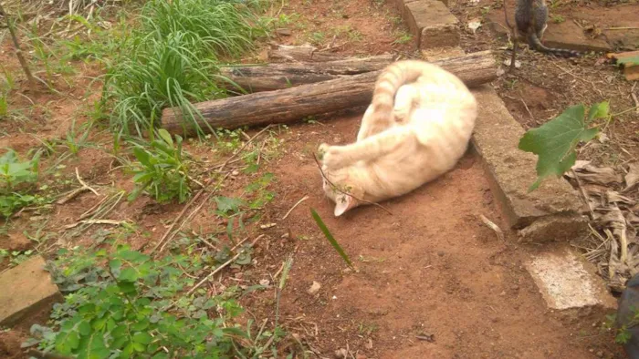 Gato ra a indefinida idade 2 a 6 meses nome indefinida