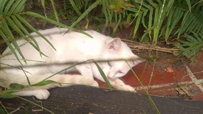 Gato ra a indefinida idade 1 ano nome floquinho