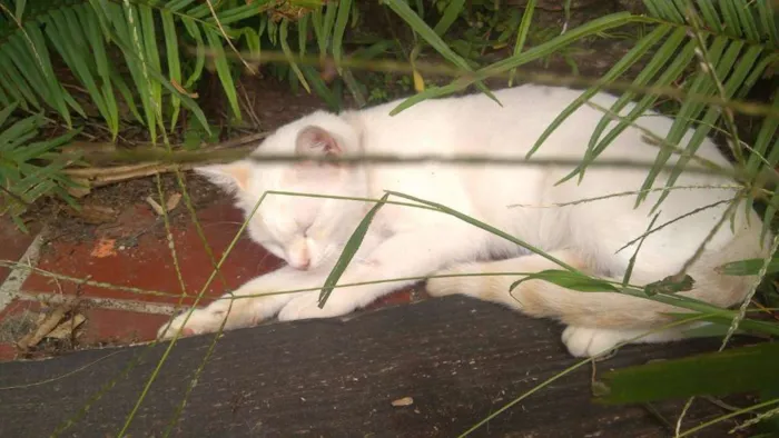 Gato ra a indefinida idade 1 ano nome floquinho