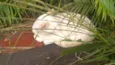 floquinho