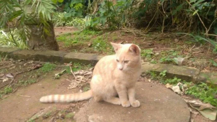 Gato ra a indefinida idade 2 a 6 meses nome acerola