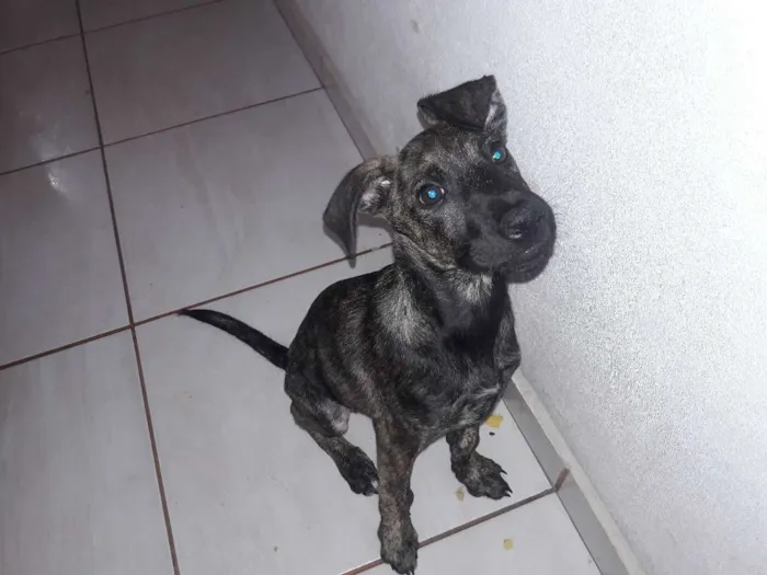 Cachorro ra a SRD idade 2 a 6 meses nome RUI