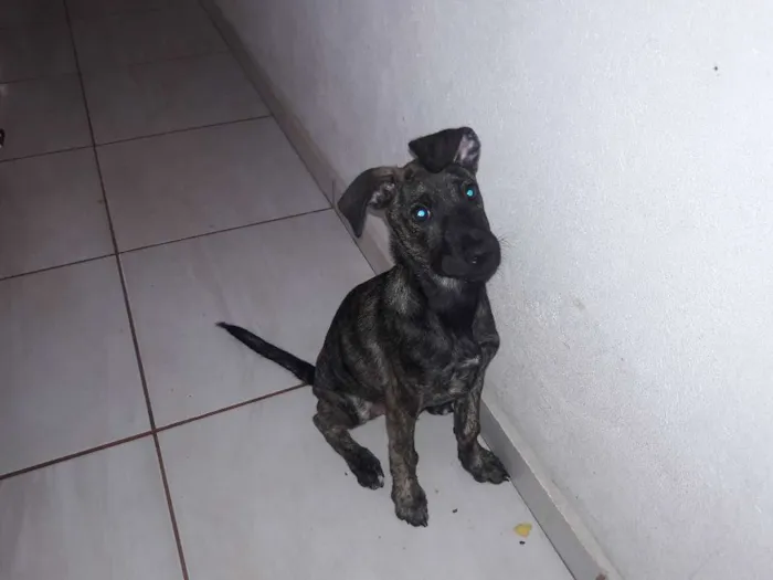 Cachorro ra a SRD idade 2 a 6 meses nome RUI