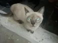 lua