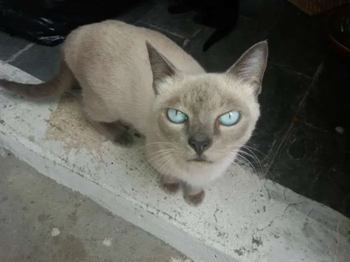 Gato raça siames idade 2 a 6 meses nome lua