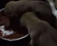 Perola e Thor