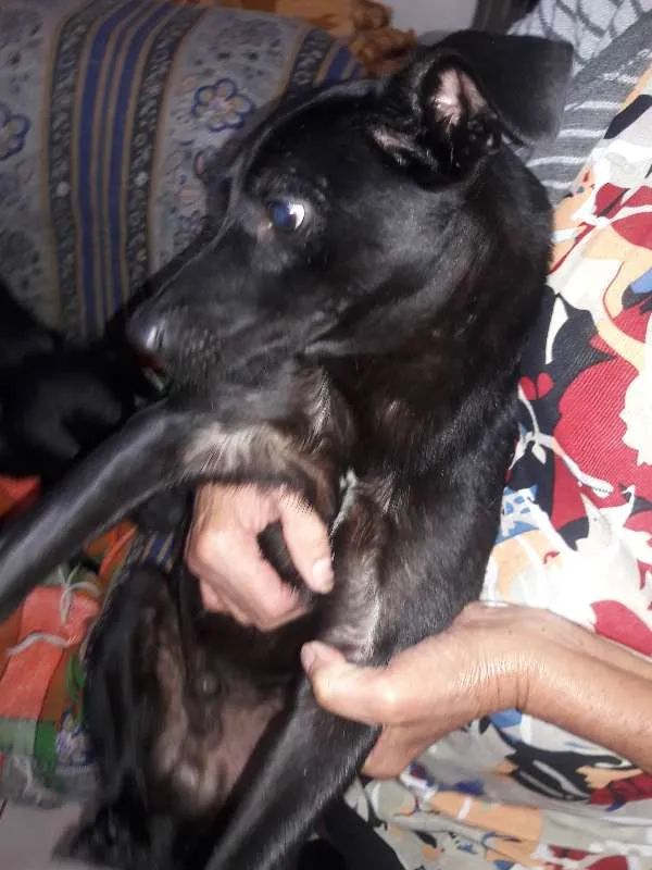 Cachorro ra a SRD idade 1 ano nome PELÉ