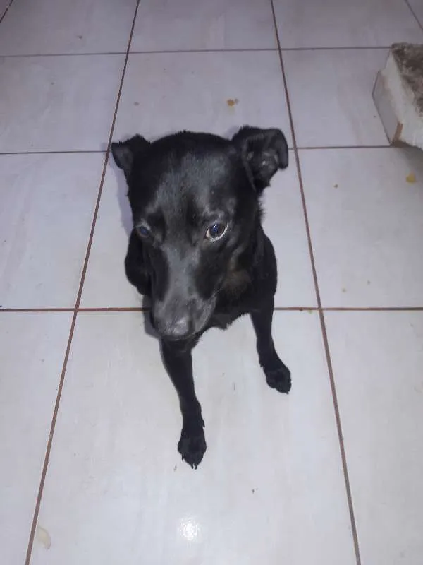 Cachorro ra a SRD idade 1 ano nome PELÉ