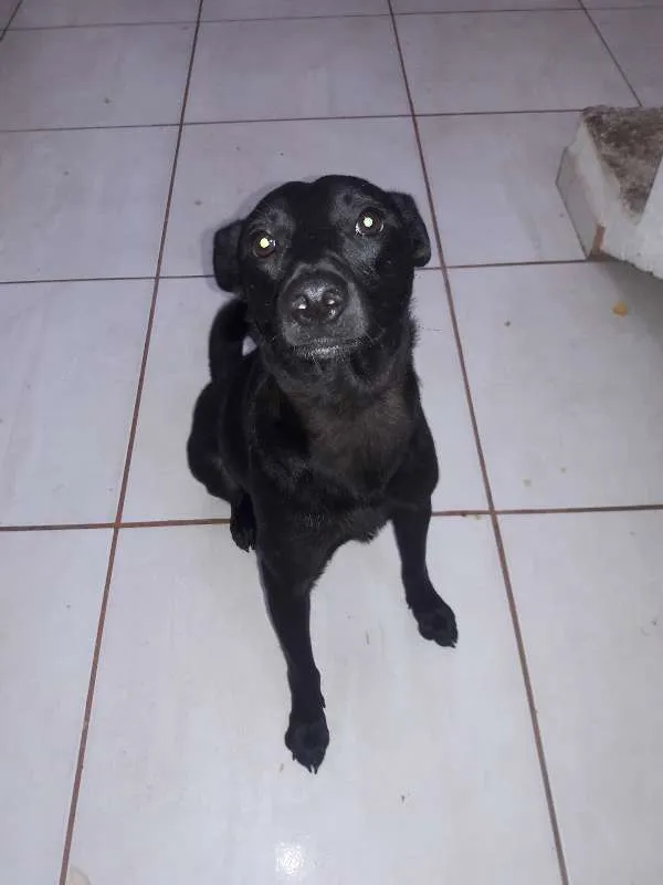 Cachorro ra a SRD idade 1 ano nome PELÉ