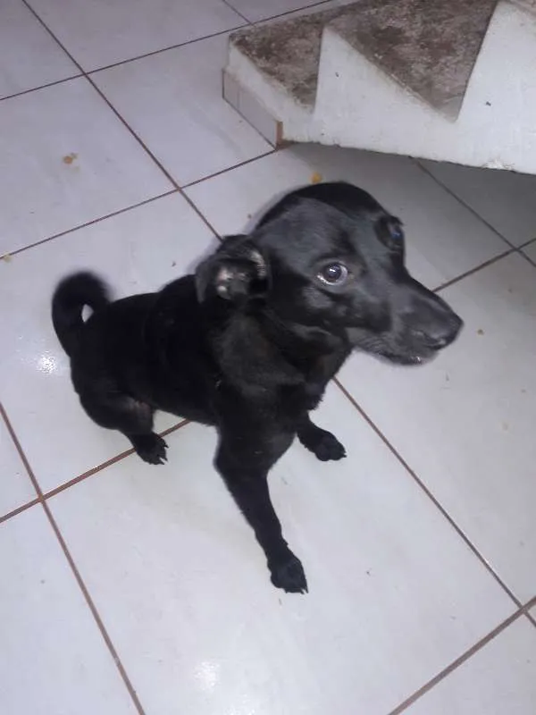 Cachorro ra a SRD idade 1 ano nome PELÉ