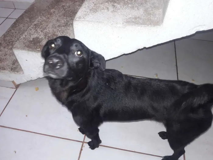 Cachorro ra a SRD idade 1 ano nome PELÉ